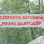 poiana_bujorului2
