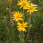 poza-arnica_montana