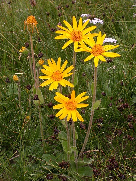 poza-arnica_montana