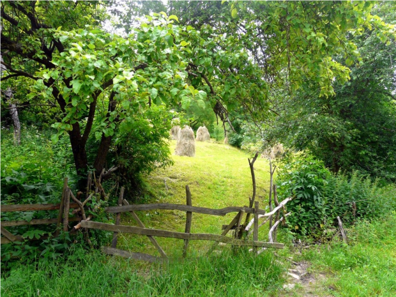 26-padure-de-foioase