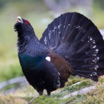 David_Palmer_Capercaillie