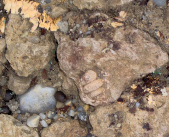 Rezervatia-Calcarele-eocene-de-la-Turnu-Rosu-20110901154446