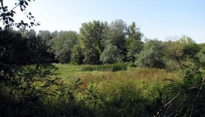 Rezervatia-Naturala-Padurea-Cenad-20110216172017