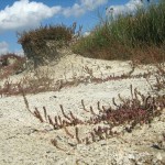 Rezervatia-Naturala-Saraturile-de-la-Dinias-20110902115330