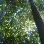 Rezervatia-forestiera-(tisa)-Padurea-Tudora-20110627163834
