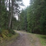 Rezervatia-naturala-Codrul-secular-Slatioara-20110204170531