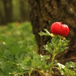 Rezervatia-naturala-Padurea-Troianu-20110128105012