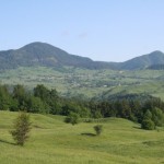 Rezervatia-naturala-Poiana-Muntioru-20110117170511