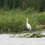 Rezervatia-naturala-Raul-Tur-20101123151713