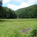 Rezervatia-naturala-Tinoavele-din-Muntii-Oas-Gutai-20120626170943