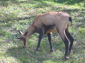 Rupicapra_eating