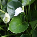 calla-palustris