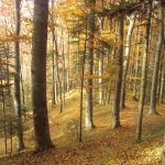 fagetul_dragomirna