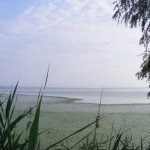 Lacul-Oltina-20110208134540