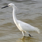 lacul_strachina