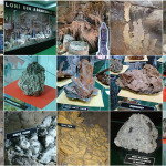 ezpozitie muzeul de stiintele naturii bacau flori din adancurile Terrei flori de mina bacau